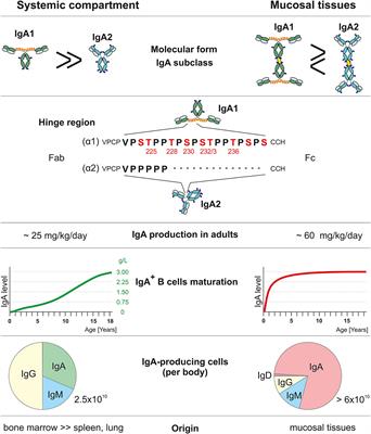 IgA Nephropathy: Pleiotropic impact of Epstein-Barr virus infection on immunopathogenesis and racial incidence of the disease